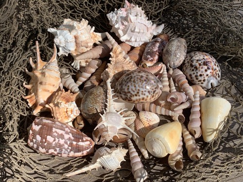 Large beautiful seashells - large, sea