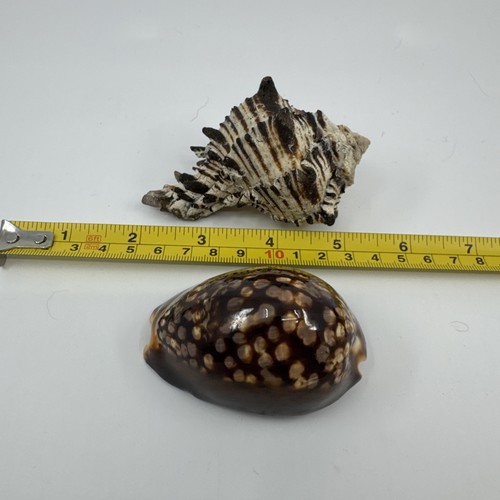Vintage hawaii seashell - hawaii, lot