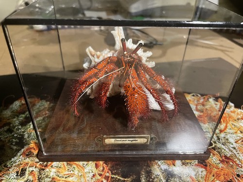 Handmade large crab hermit - large,