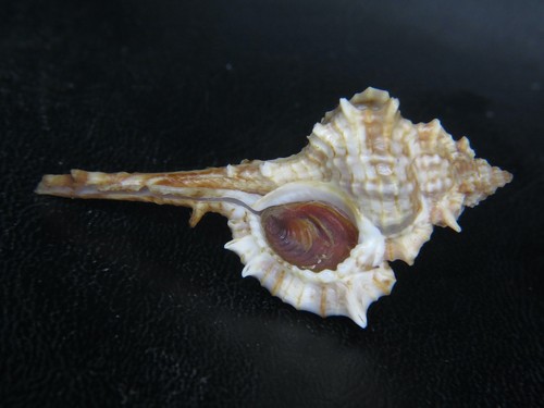 Murex vokesimurex - murex, "vokesimurex"