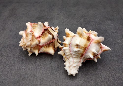 Pink brown striped murex - brown,