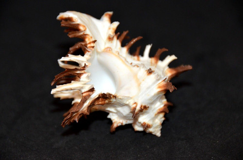 Specimen murex hexaplex - specimen,